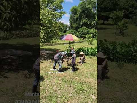 พาเด็กๆเรียนรู้วิธีการขุดคลองไส้ไก่ #ขุดคลองไส้ไก่ #กิจกรรมวันหยุด #กิจกรรมครอบครัว #nature