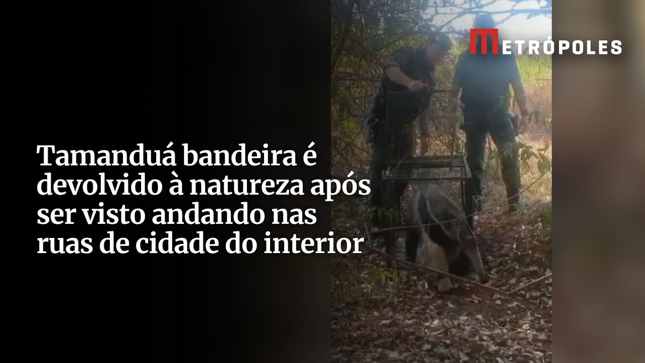 Tamanduá bandeira é devolvido à natureza após ser visto andando nas ruas de cidade do interior