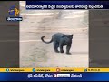 Rare black Leopard spotted in Karnataka, video goes viral