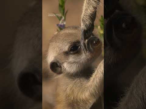 Meerkats play fight to learn crucial survival skills 😤 #Underdogs #Meerkats