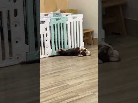Milo kulet #milo #daschund #dog #shortvideo
