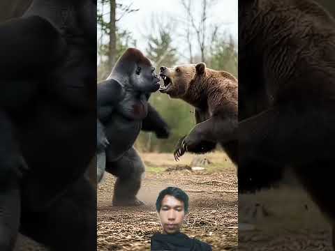 gorila vs beruang 🐻#tinju #gorilla #bertarung #beruang #youtube #ytshorts
