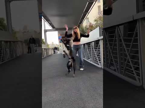 அழகி ஆடுது 🥰🥰🥰🥰 #hoomans #dogcomedyvideo #instatrending #creatoryash #bigbang