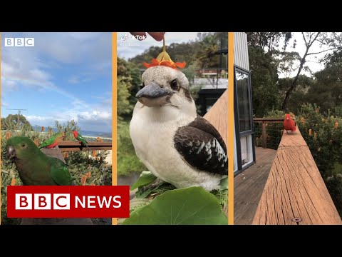 The birds on the balcony that found TikTok fame – BBC News