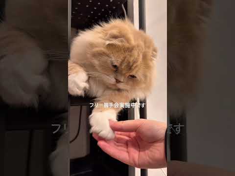 おねむでもファンの期待に応えます #猫 #cat