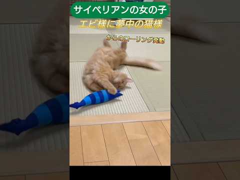 けりぐるみのエビ様を購入　サイベリアン女の子 #cat #しゃむねこ #猫のいる生活 #ネコガミ #ねこ #ネコムート #猫のいる暮らし #にゃんグラム #猫好きさんと繋がりたい #子ネコ