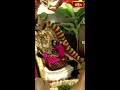 తిరుచానూరు పద్మావతీ అమ్మవారి పల్లకి ఉత్సవం #tiruchanur #Padmavathidevi #shorts #youtubeshorts - 00:54 min - News - Video