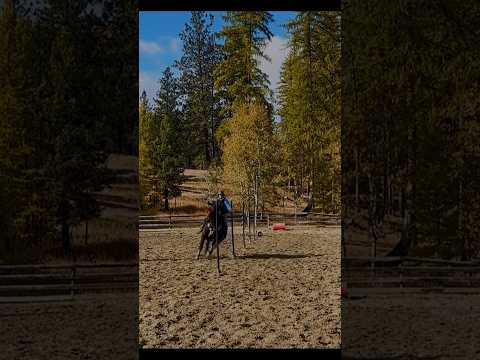 Awe Sage❤️#blowup #horse #rodeolife #rodeo #missyou #hearthorse #rip #barrelhorse #barrelracing #fyp
