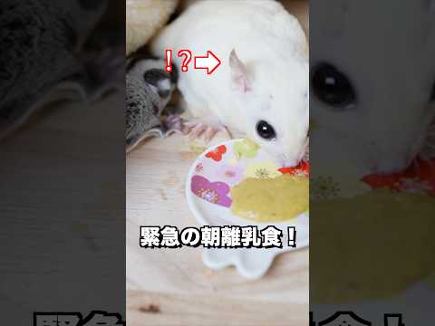 赤ちゃんモモンガのご飯が奪われた⁈ #エキゾチックアニマル  #フクロモモンガ  #ベビー #ペット #動物
