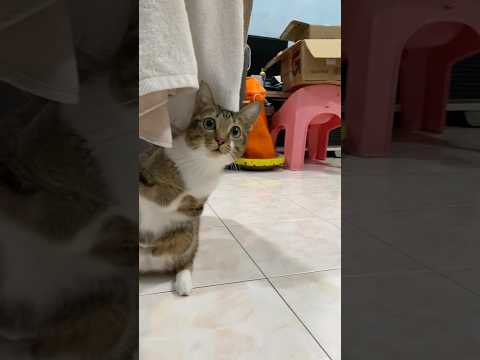 かわいさの秘密とその魅力について解説します サムネイル