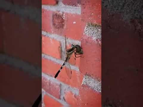 #밀잠자리(♀) #한적한식사 #Dragonfly