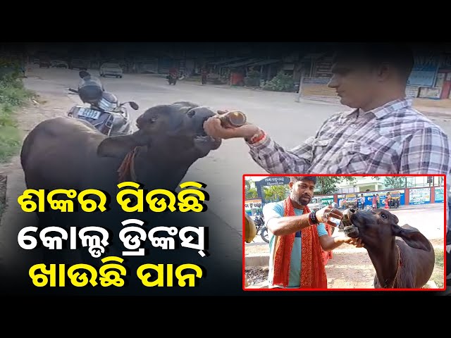 କୋଲ୍ଡ ଡ୍ରିଙ୍କସ୍ ତାର ଭାରି ପ୍ରିୟ, ଖାଲି ଦେଖେଇ ଦେଲେ ଦୌଡ଼ି ଆସୁଛି ପାଖକୁ