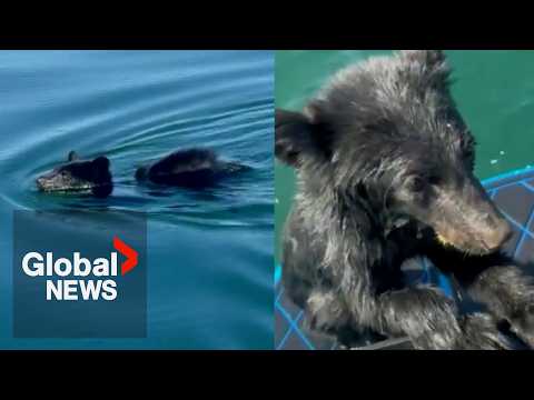 B.C. family rescues exhausted baby bear swimming in Okanagan Lake