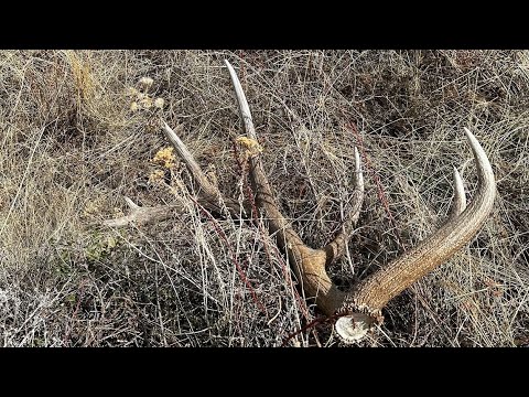 THE BIGGEST ONE IVE EVER FOUND! Elk shed hunting Brandon Pitcher ( 15.5 POUNDS ON ONE SIDE )