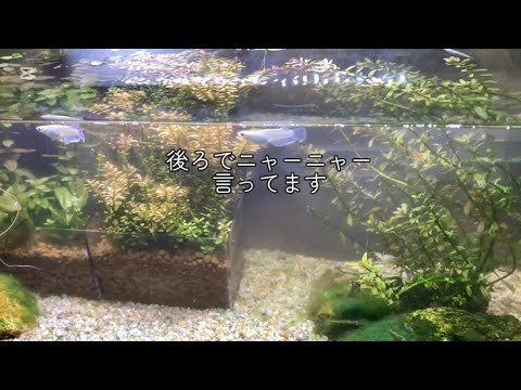 夜にメダカを眺めていると早く寝ようと呼びに来る猫