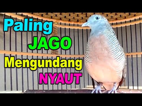 Perkutut Lokal Gacor paling ampuh buat pancingan master