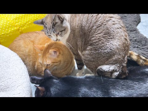 甘えん坊さんな姫猫が甘えた猫ちゃんにびっくり！本人もびっくり(笑)