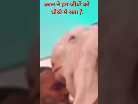 #shrisatpaljimaharaj #यूट्यूब शॉर्ट वीडियो 🪴🙏