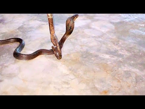 Snake Rescue || Baby Cobra || Save Animal