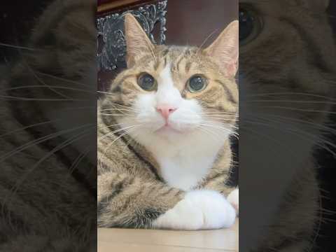 次男を待つ猫の愛らしいリアクションと表情の変化 サムネイル