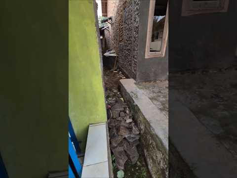 cari cari suara jangkrik