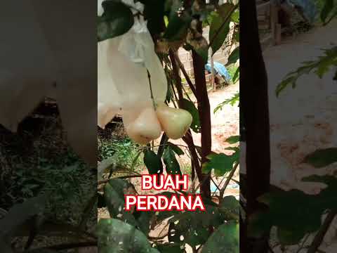 buah perdana🍎 #buahbuahan