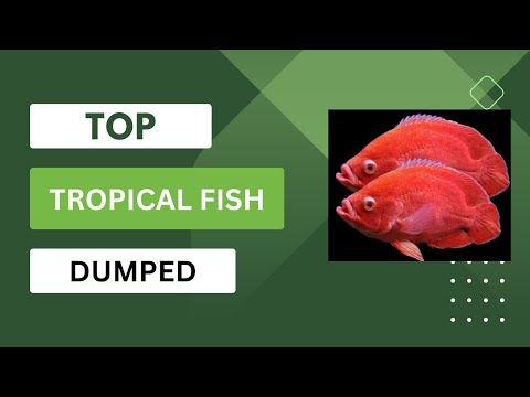 Aquarium fish dumped in lakes 
