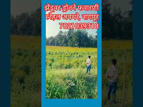 ड्रोनद्वारे झेंडूच्या शेतीवर फवारणी🌼🏵️#shorts #ytshorts #trending #short #youtubeshorts #youtube.