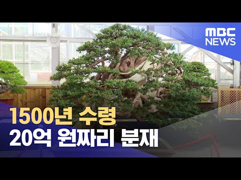 20억 원짜리 분재 감상하세요 (2023.11.06/뉴스데스크/목포MBC)