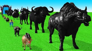 Paint Animals Cow Cartoon,Buffalo,Bull,yak,Ox,Fountain Crossing Animal Game into Shadow Animals Its