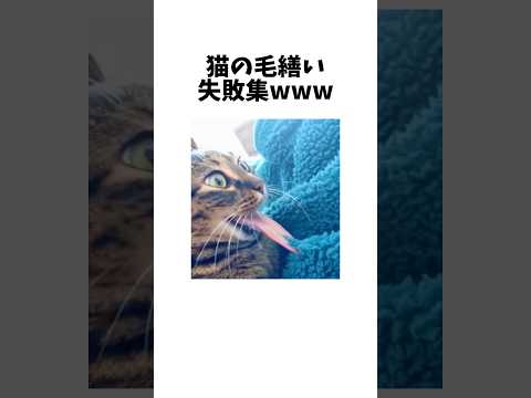 猫の動画サムネイル - グルーミングをミスるドジ猫集wwww