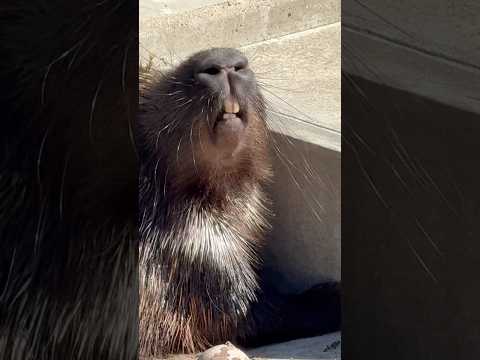 タテガミヤマアラシのトロアちゃんのかわいい姿を大森山動物園で紹介 サムネイル