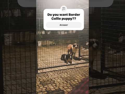 Border collie India❤️❤️