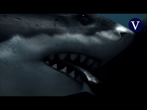Descubren cómo el megalodón llegó a tener unos dientes tan grandes y crías enormes