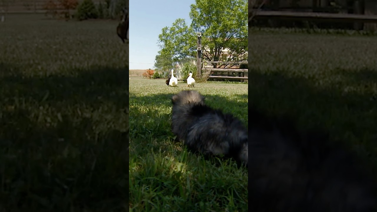 Pups Go On Wild Duck CHASE | Too Cute! | Animal Planet