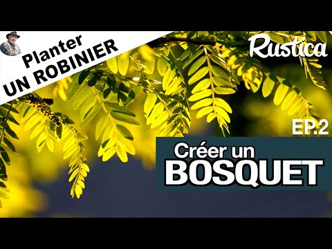 Créer un bosquet - 2 : Planter un robinier