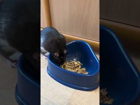 Мурочка и Нафаня делают запасы. #крысы #rats