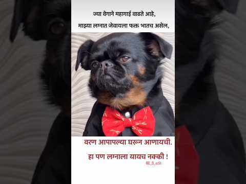 महागाई वाढते..!!😂😂😂 #funny #bappa #konkancomedy #funnyanimals #comedy #funnycatanddog #konkanpremi