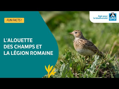 L'Alouette des champs a vaincu les Gaulois - #funfacts