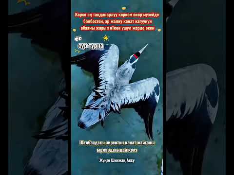 Сур турнанын канат жайганы ырлардагыдай кооз // Жуңго Шинжаң радио теле станциясы