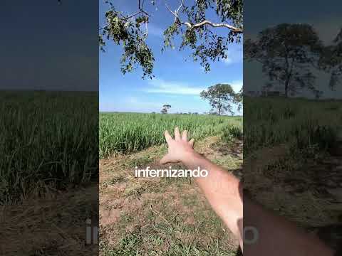 CERCA ELÉTRICA PRA ANTA | Choque Bruto