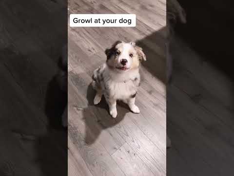 #funnydogs#cute#doglover#doglife#cure#dogshorts#pet#doglife#dogshorts