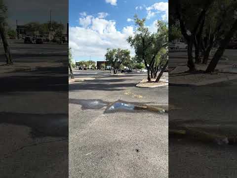 100 tress Dow in Tempe