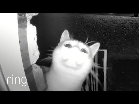 This Adorable Cat was Learning How to use the Ring Video Doorbell | RingTV