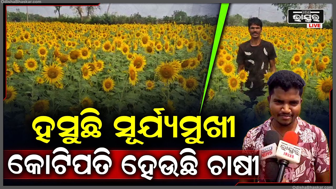ସରକାରଙ୍କ ବିନା ପ୍ରୋତ୍ସାହନରେ ଏକର ଏକର ଜମିରେ ଫଳୁଛି ସୂର୍ଯ୍ୟମୁଖୀ..ତାକୁ ଚାଷ କରି ମାଲେମାଲ ଚାଷୀ