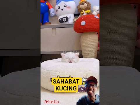 Kucing lucu tidur didonat #kucinglucu #kucing #cat #kucinggemoy #pets #shortvideo