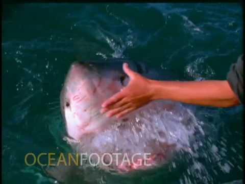 Наместо да бега и спасува жива глава од големата бела ајкула, човеков реши да ја гали?!