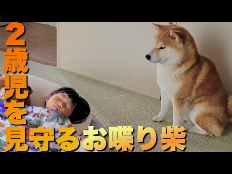 眠る２歳児を優しく見守る兄柴。ただお喋りな柴犬だと…こうなる