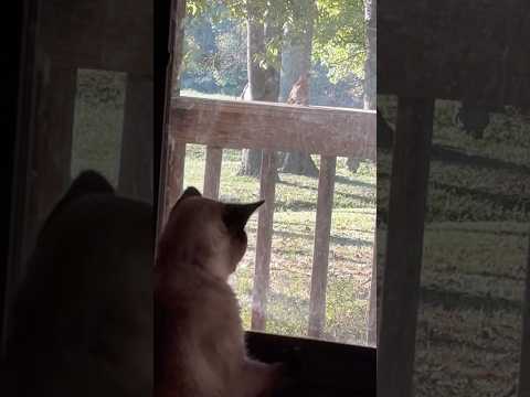 Bird Watching #countrydiggers #bird #cat #nature