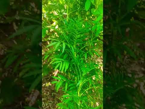 #motivation #trending #viral #nature #telugu #villagelife #agriculture #automobile #farming #ap